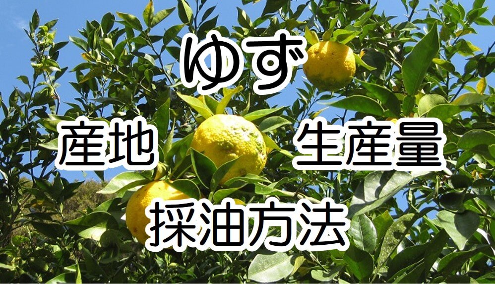図解】ゆずオイル 産地はどこ？ 精油はどうやって得られる？ | 香料ナビ