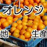 orange market_02