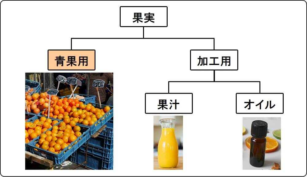 orange use (fresh, juice, oil)_2