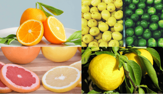 【Summary】Citrus Oil 　Orange, Lemon, Lime, Grapefruit and Yuzu