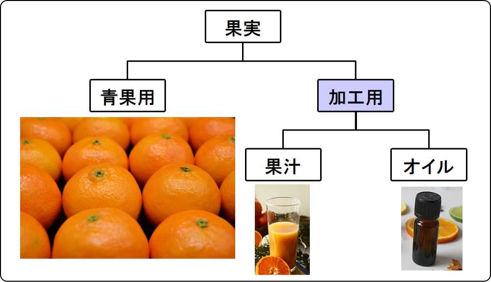 mandarin tangerine use (fresh, juice, oil)_2